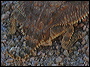 Horned Lizard in the Superstitions